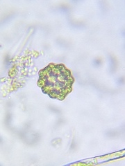 Coelastrum pulchrum