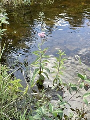 Eutrochium maculatum maculatum