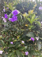 Brunfelsia
