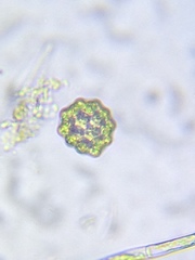 Coelastrum pulchrum