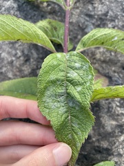 Eutrochium maculatum maculatum