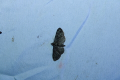 Pasiphila rectangulata