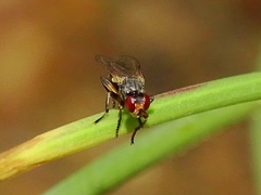 Thecophora