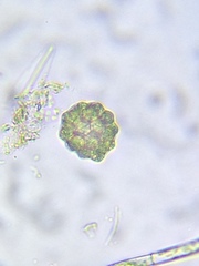Coelastrum pulchrum