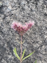 Eutrochium maculatum maculatum