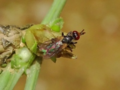 Thecophora