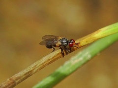Thecophora