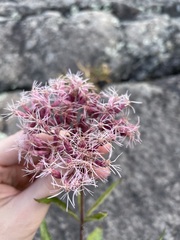 Eutrochium maculatum maculatum