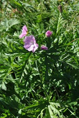 Malva alcea