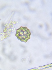 Coelastrum pulchrum
