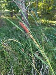 Typha