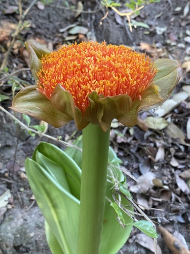 Scadoxus puniceus image