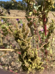 Amaranthus spinosus
