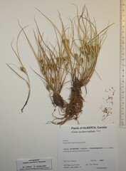 Carex sychnocephala