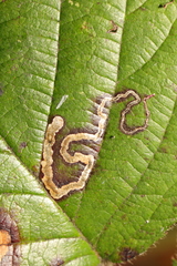 Stigmella aurella