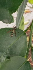 Mischocyttarus