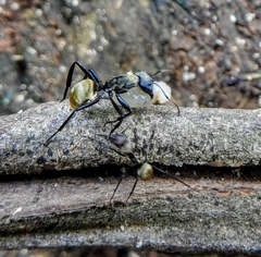 Camponotus sericeiventris