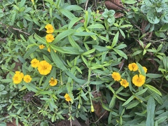 Tagetes