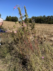 Amaranthus spinosus