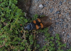 Nicrophorus interruptus