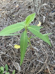 Euphorbia heterophylla