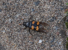 Nicrophorus interruptus