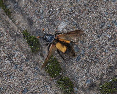 Nicrophorus interruptus