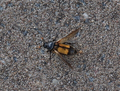 Nicrophorus interruptus