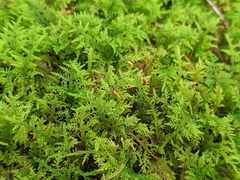 Thuidium delicatulum