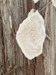 Trichaptum subchartaceum