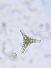 Staurastrum anatinum