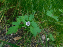 Geranium seemannii