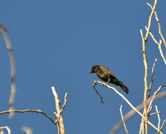 Icterus pyrrhopterus