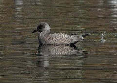 Larus glaucoides thayeri