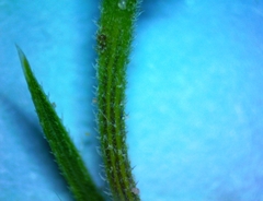 Croptilon rigidifolium