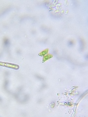 Staurastrum punctulatum