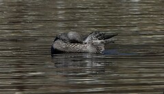 Larus glaucoides thayeri