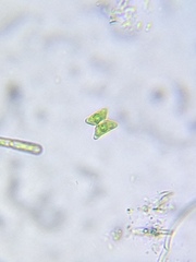 Staurastrum punctulatum