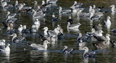 Larus californicus