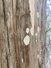 Trichaptum subchartaceum