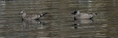 Larus californicus