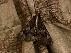 Sphingomorpha chlorea