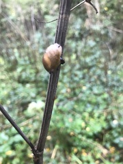 Succinea putris