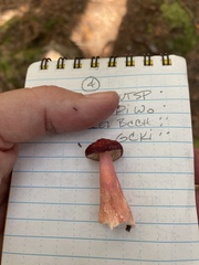 Russula rhodocephala