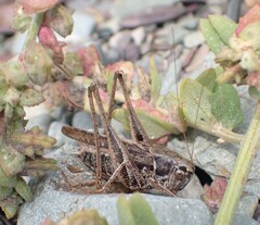 Platycleis albopunctata