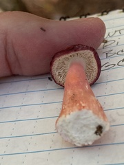 Russula rhodocephala