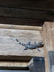 Thecadactylus rapicauda