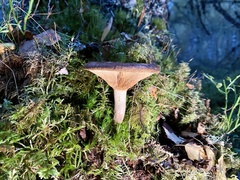 Pseudoclitocybe cyathiformis