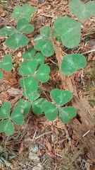 Oxalis oregana