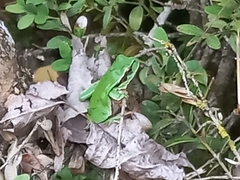 Hyla molleri